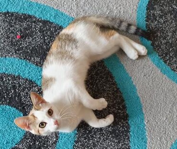 Liebes, dreifarbiges Kitten sucht Gesellschaft