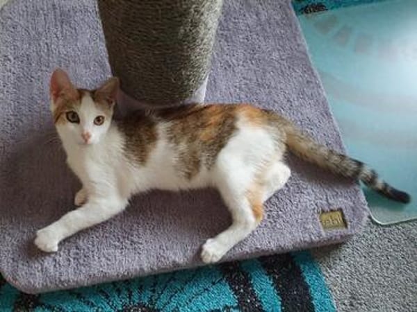 Liebes, dreifarbiges Kitten sucht Gesellschaft