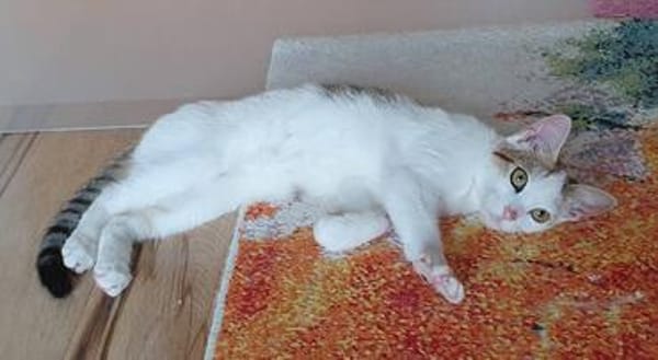 Liebes, dreifarbiges Kitten sucht Gesellschaft