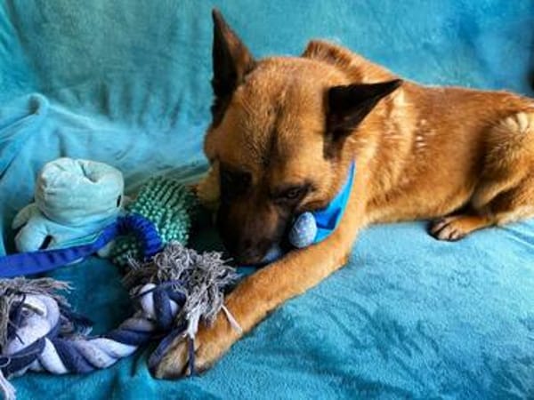süßer Teddybär sucht Familie zum glücklich sein