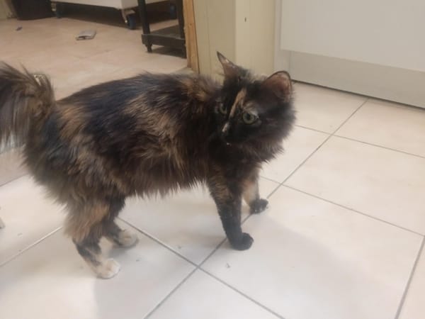 Chatouille "en cours d'adoption"