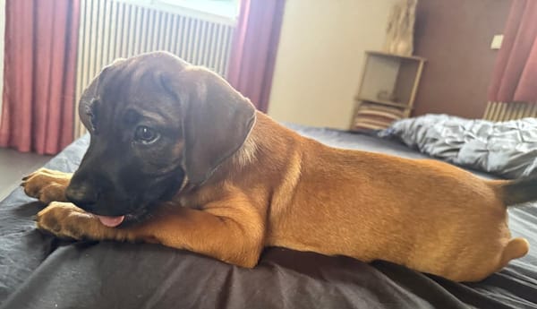 Banjo, un vrai trésor