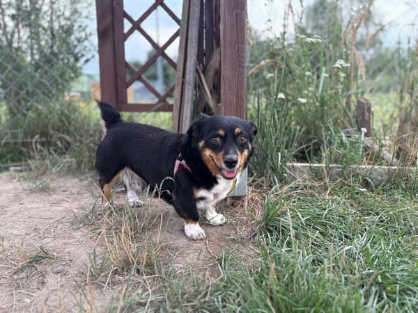 Daisy