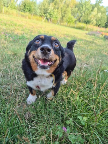 Daisy