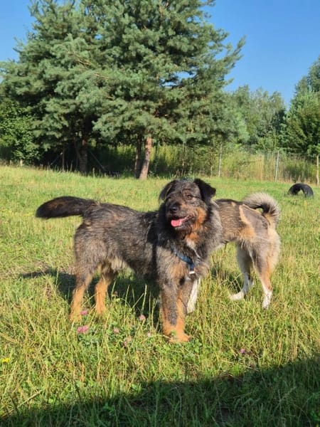 Oli