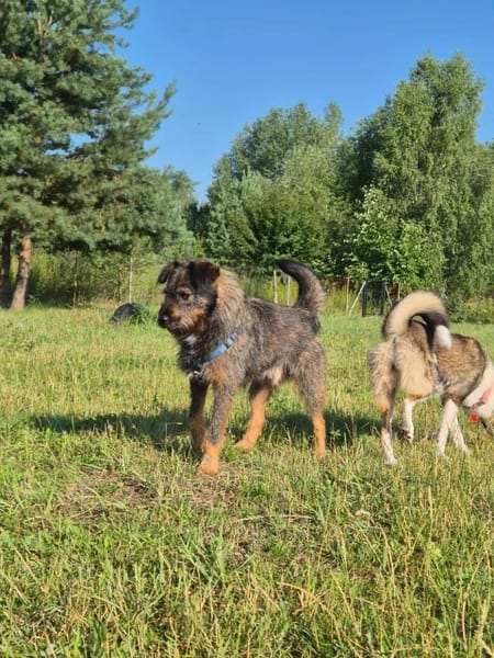 Oli
