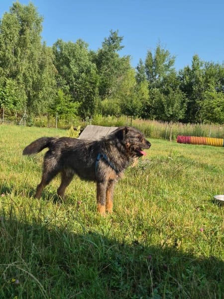 Oli