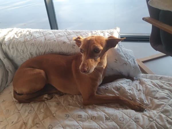 ALMA (Union Animal)