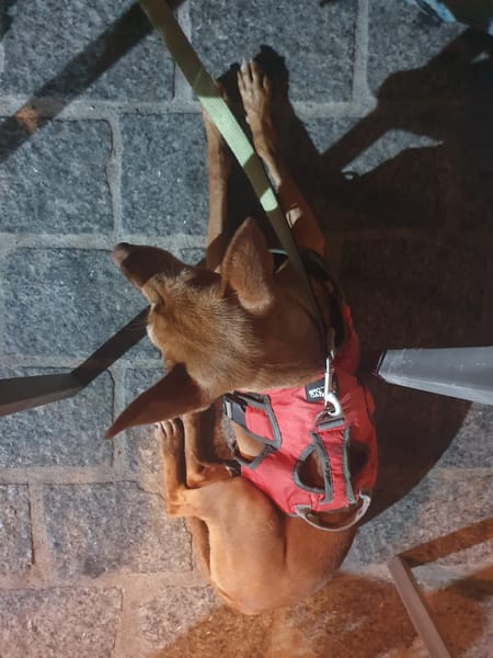 ALMA (Union Animal)