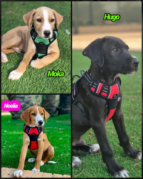 HUGO (Martina)