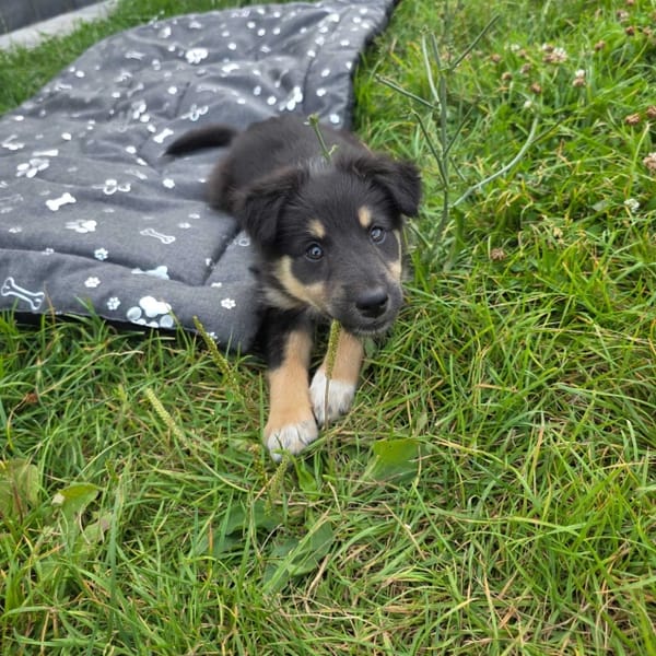 Bonnie