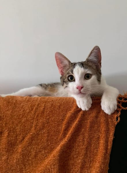 RODÉO A ADOPTER AVEC UN CHAT DÉJÀ PRÉSENT CHEZ VOUS