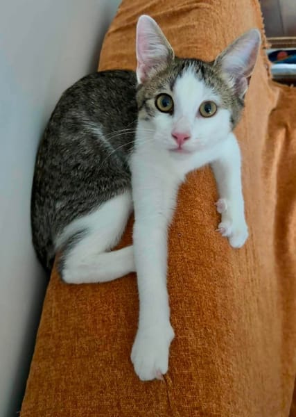RODÉO A ADOPTER AVEC UN CHAT DÉJÀ PRÉSENT CHEZ VOUS