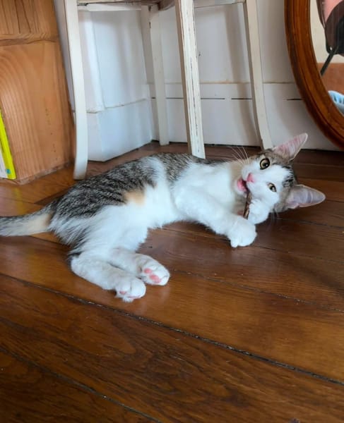 RODÉO A ADOPTER AVEC UN CHAT DÉJÀ PRÉSENT CHEZ VOUS
