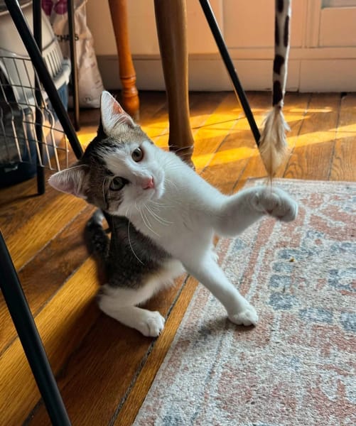RODÉO A ADOPTER AVEC UN CHAT DÉJÀ PRÉSENT CHEZ VOUS