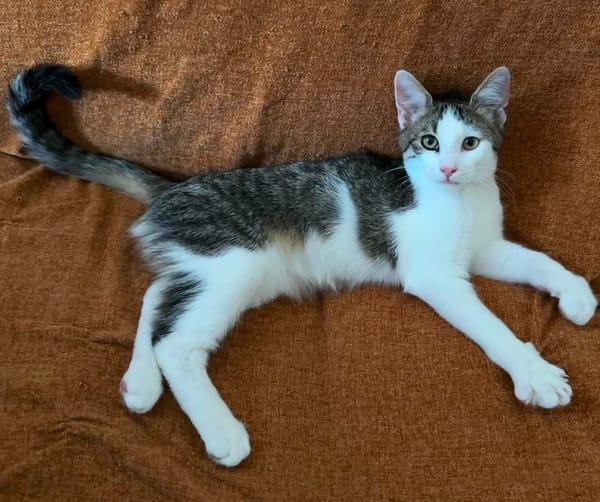 RODÉO A ADOPTER AVEC UN CHAT DÉJÀ PRÉSENT CHEZ VOUS