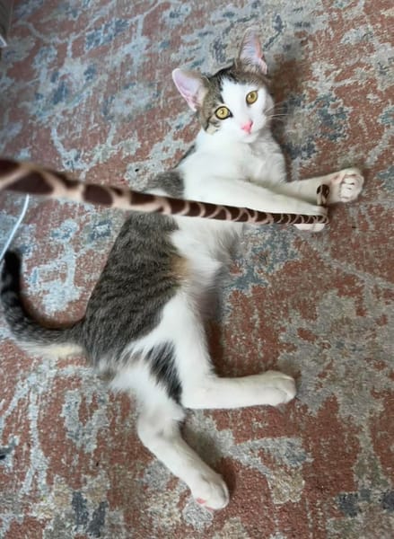 RODÉO A ADOPTER AVEC UN CHAT DÉJÀ PRÉSENT CHEZ VOUS