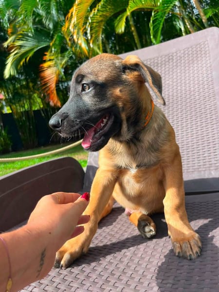 Aldo, le magnifico