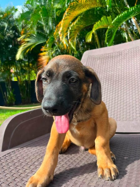 Aldo, le magnifico
