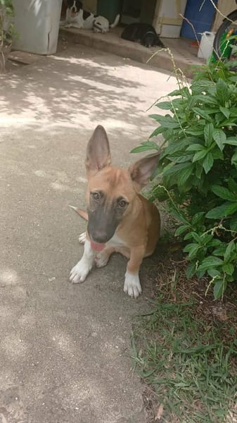 Isis la mini croisée malinoise