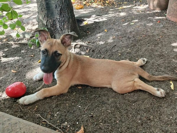 Isis la mini croisée malinoise