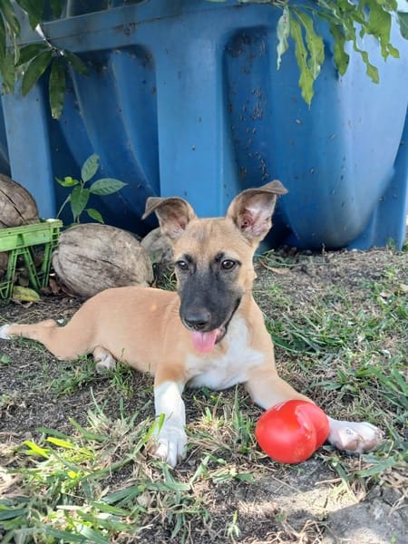 Isis la mini croisée malinoise