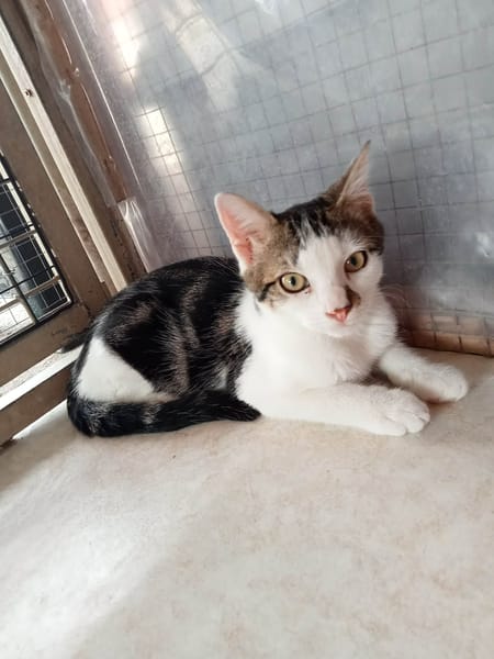BLINI