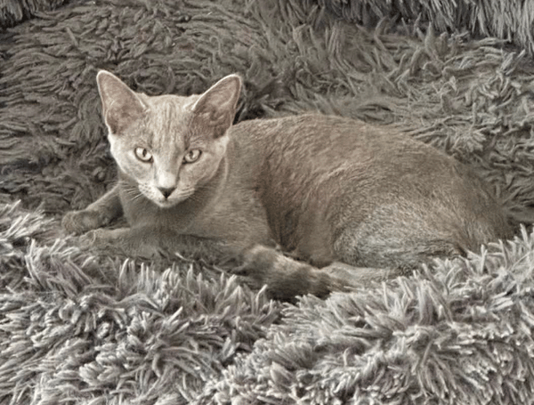 BASTET
