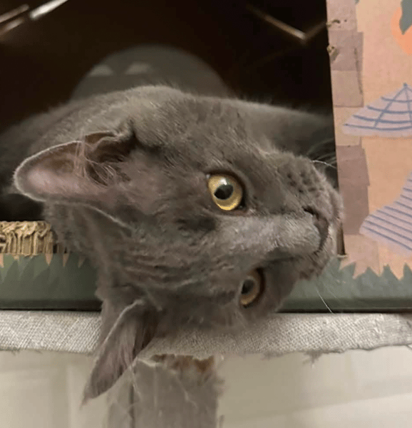 BASTET