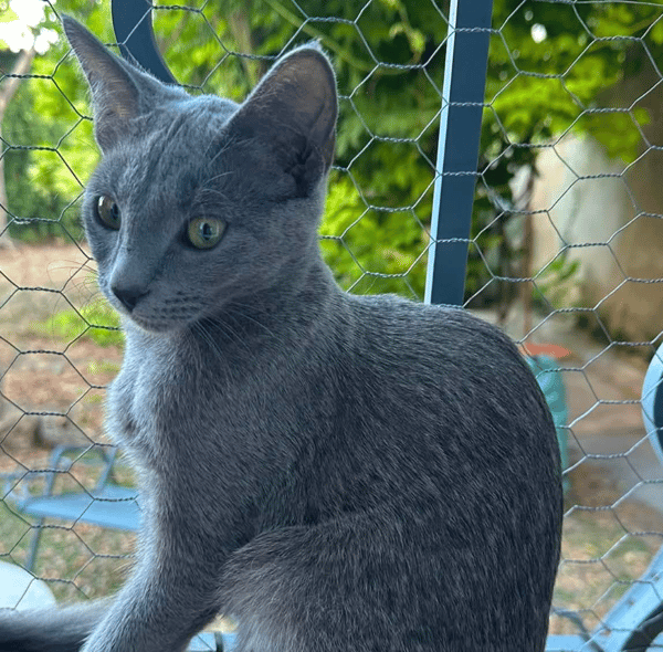 BASTET