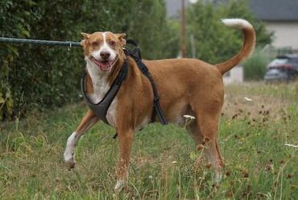 Notfall - Boomer verliert sein Zuhause