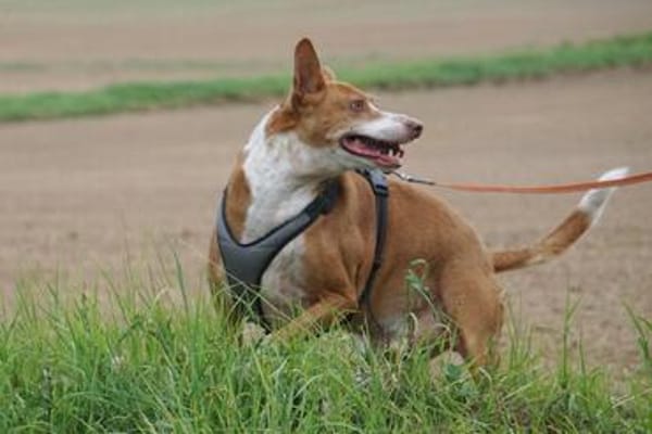 Notfall - Boomer verliert sein Zuhause