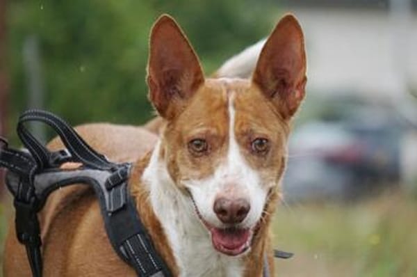 Notfall - Boomer verliert sein Zuhause