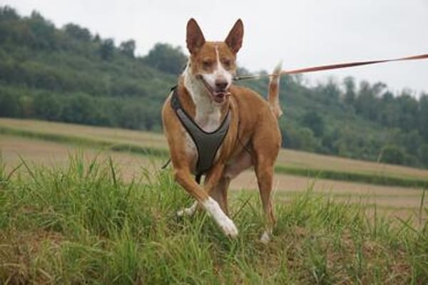 Notfall - Boomer verliert sein Zuhause