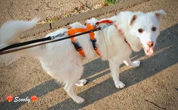 Scooby, unser Flauschebärle