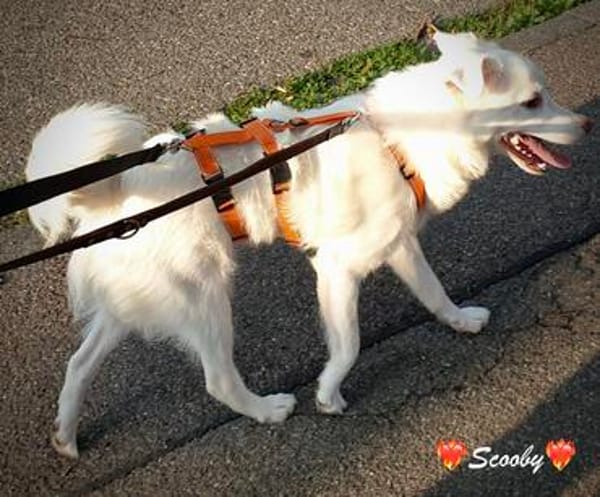 Scooby, unser Flauschebärle