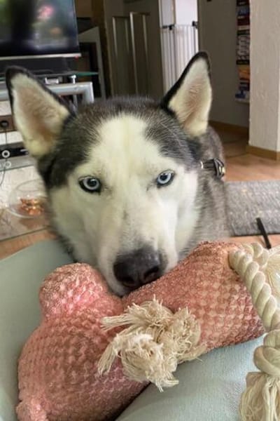 Husky MAXwartet schon in 56626 Andernach