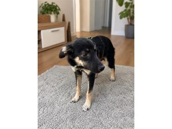 Emil - wartet in 66346 Püttlingen!