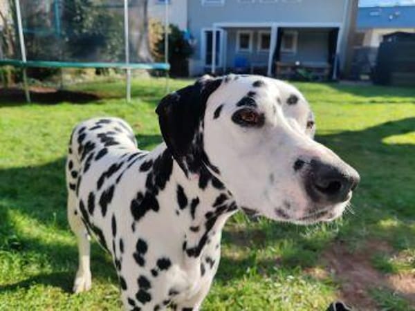 Askan sucht ein Zuhause