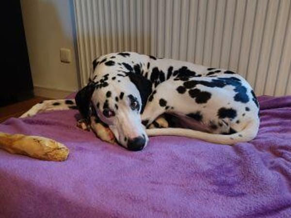 Askan sucht ein Zuhause
