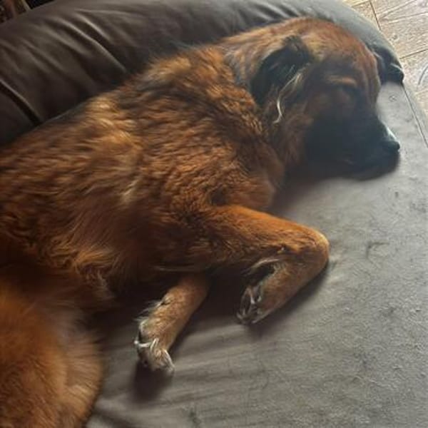🆘 NOTFALL🐾💙 Eddie sucht aktive Menschen💙
