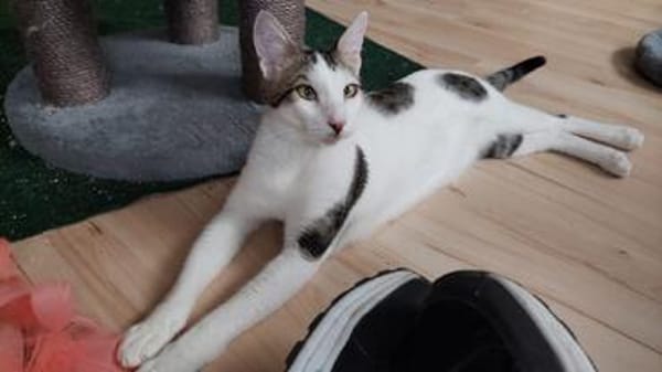 Liebevolles Handicat Geschwisterpaar