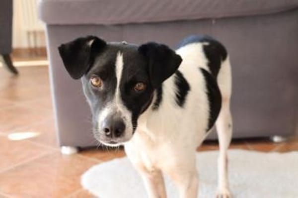 BINO -Kuschelbär sucht Herzenszuhause-