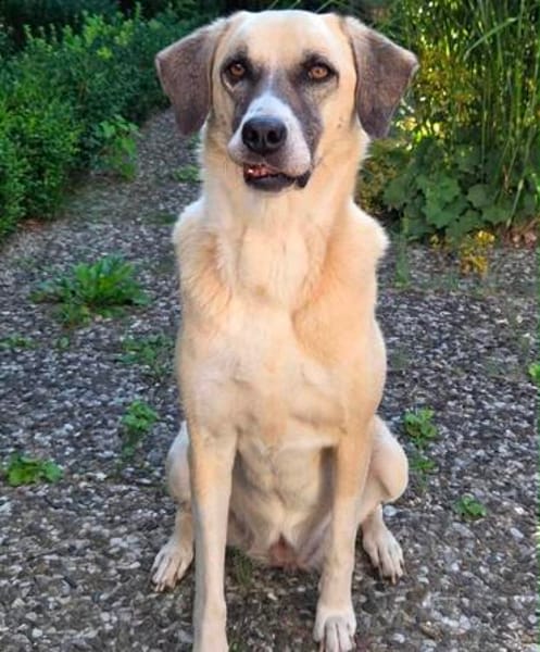 Lucy sucht ihr Fürimmerzuhause für ihren Lebensabend
