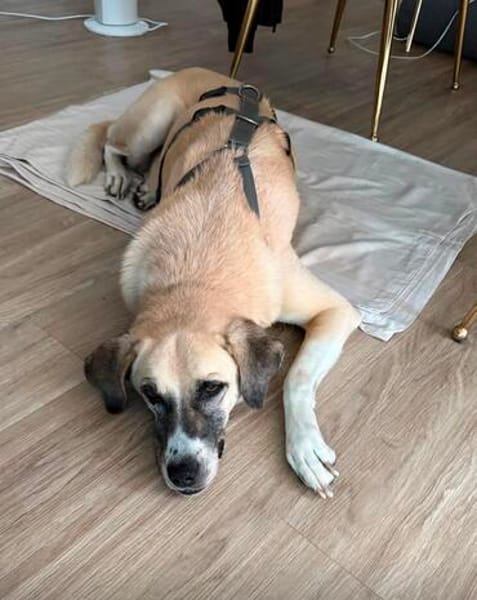Lucy sucht ihr Fürimmerzuhause für ihren Lebensabend