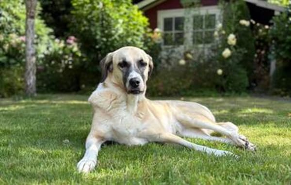 Lucy sucht ihr Fürimmerzuhause für ihren Lebensabend