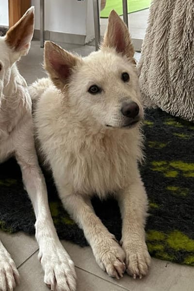 Oliver 💗 wartet in 31621 Pennigsehl auf deinen Besuch