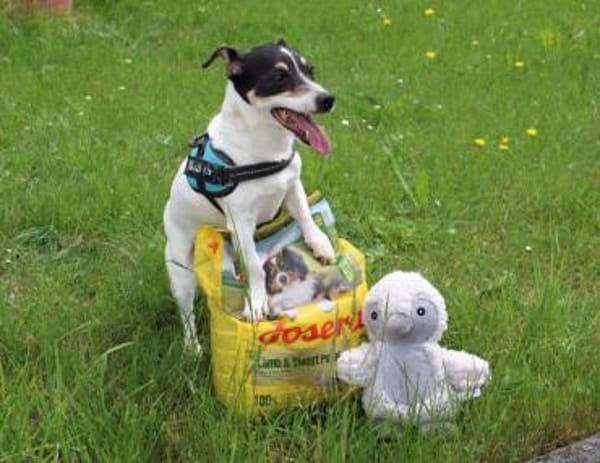 Stella - Aktive Jack Russell-Dame
