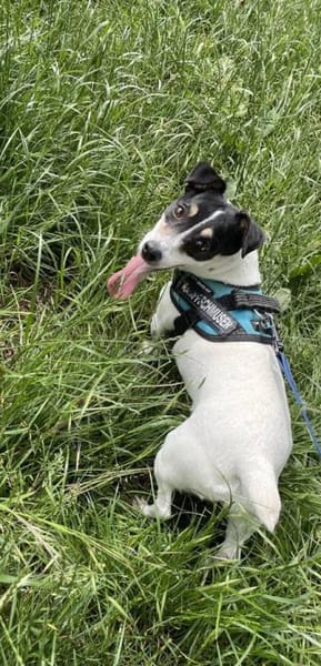 Stella - Aktive Jack Russell-Dame