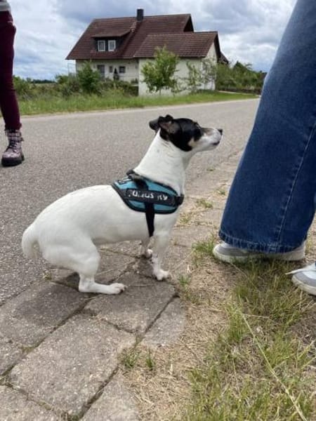 Stella - Aktive Jack Russell-Dame
